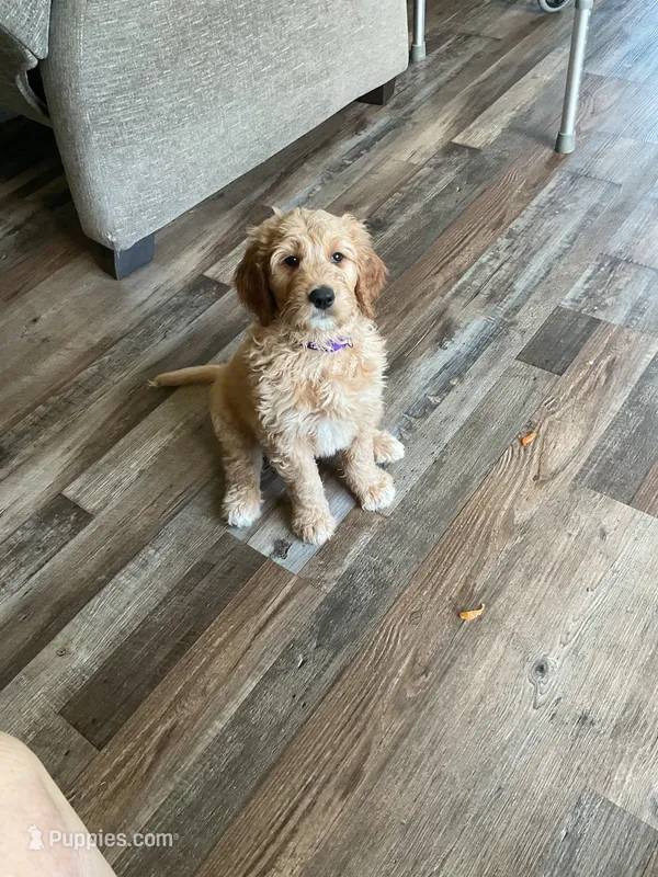 Purple collar – Goldendoodle puppy for sale in Eau Claire, WI