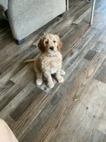 Purple collar, a male Goldendoodle for sale in Eau Claire, WI – 1 of 2