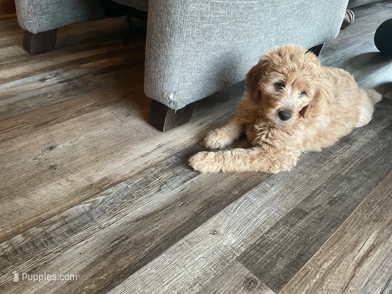 Yellow collar  – Goldendoodle puppy for sale in Eau Claire, WI
