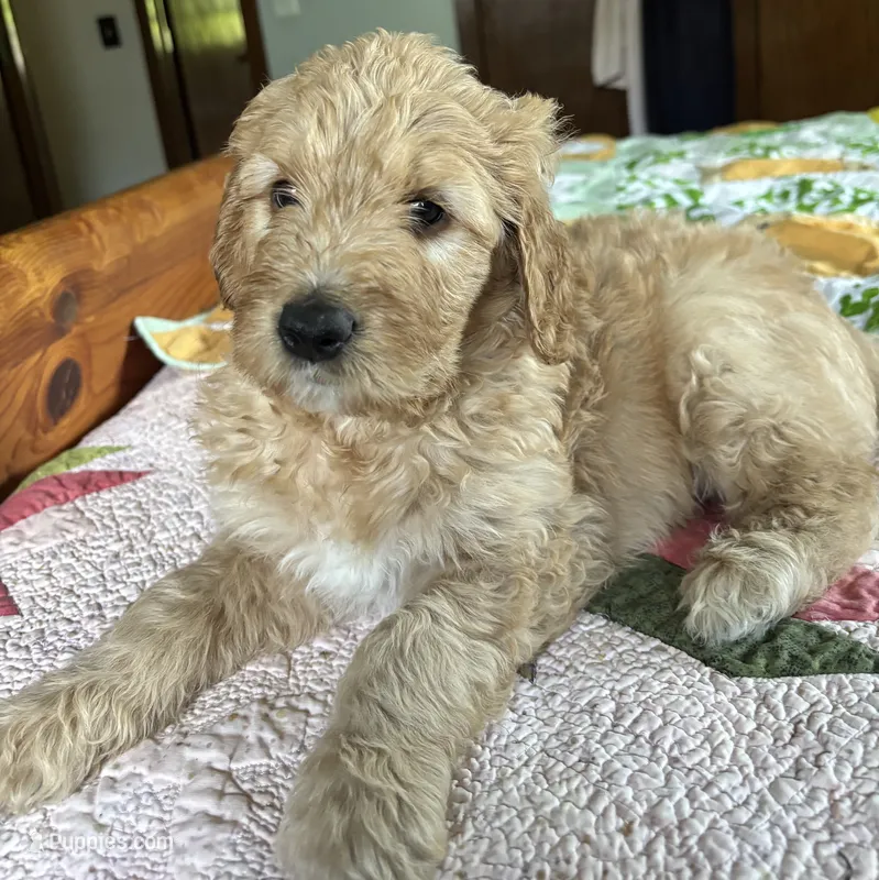 Black – Goldendoodle puppy for sale in Eau Claire, WI