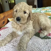 Black, a male Goldendoodle for sale in Eau Claire, WI – 1 of 1