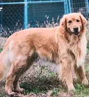 Mickey, a male Goldendoodle for sale in Eau Claire, WI – 7 of 7