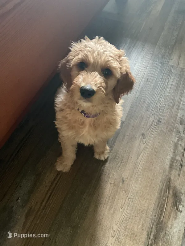Purple  collar  – Goldendoodle puppy for sale in Eau Claire, WI