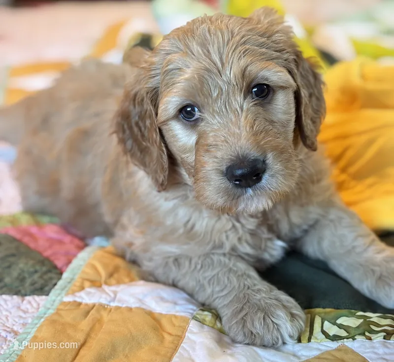 Purple  collar  – Goldendoodle puppy for sale in Eau Claire, WI