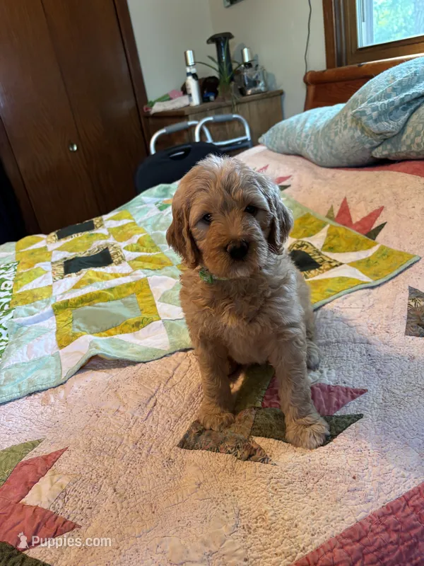 Green collar  – Goldendoodle puppy for sale in Eau Claire, WI