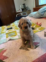 Green collar , a male Goldendoodle for sale in Eau Claire, WI – 1 of 1