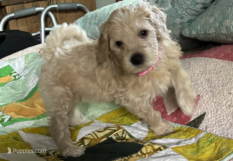 Snowflake – Goldendoodle puppy for sale in Eau Claire, WI