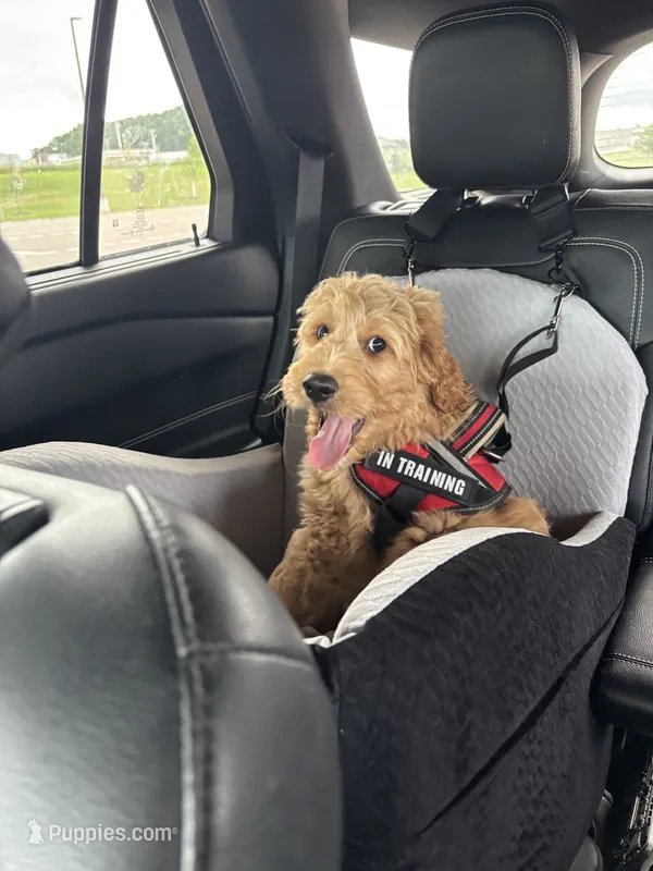Mickey – Goldendoodle puppy for sale in Eau Claire, WI