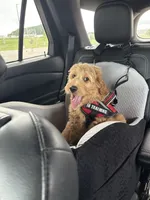 Mickey, a male Goldendoodle for sale in Eau Claire, WI – 1 of 7