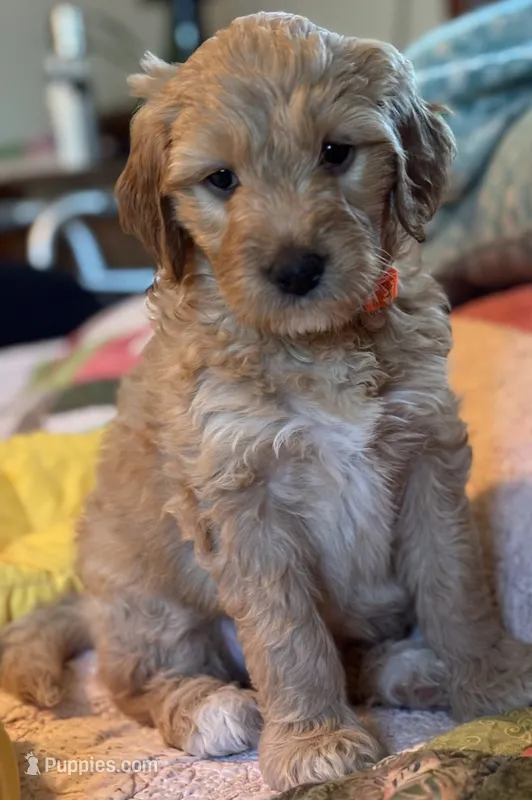 Orange collar – Goldendoodle puppy for sale in Eau Claire, WI