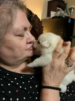 Red Collar Girl, a female American Eskimo for sale in Indianapolis, IN – 5 of 6