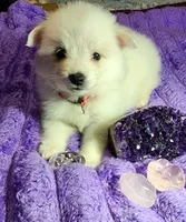 Red Collar Girl, a female American Eskimo for sale in Indianapolis, IN – 1 of 6