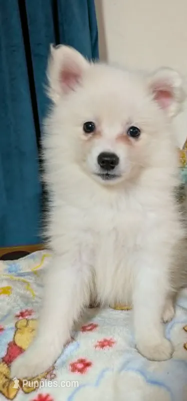 Cinnabar – American Eskimo puppy for sale in Indianapolis, IN