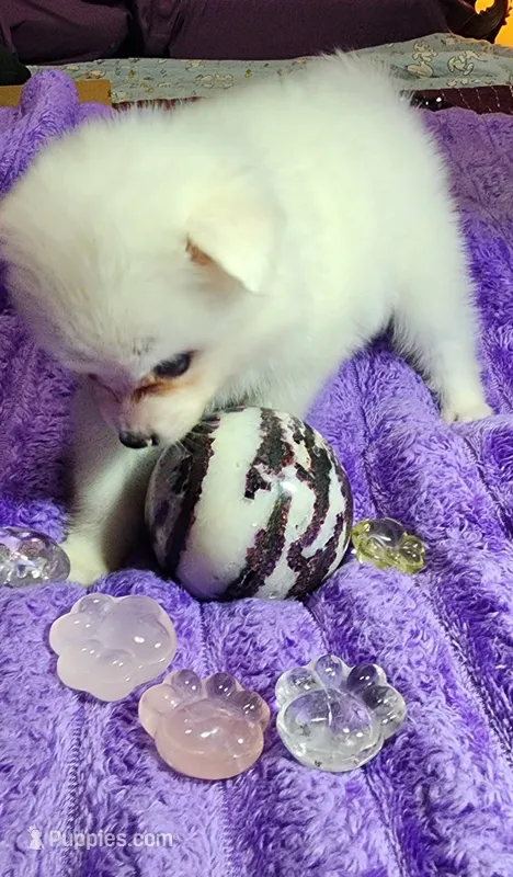 Purple Collar Girl – American Eskimo puppy for sale in Indianapolis, IN