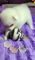 Purple Collar Girl, a female American Eskimo for sale in Indianapolis, IN – 1 of 6