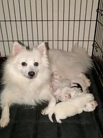 Purple Collar Girl, a female American Eskimo for sale in Indianapolis, IN – 5 of 6