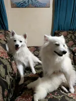 Purple Collar Girl, a female American Eskimo for sale in Indianapolis, IN – 6 of 6