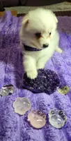 Purple Collar Girl, a female American Eskimo for sale in Indianapolis, IN – 2 of 6