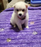 Red Collar Girl, a female American Eskimo for sale in Indianapolis, IN – 2 of 6