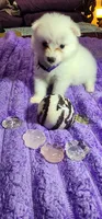 Purple Collar Girl, a female American Eskimo for sale in Indianapolis, IN – 3 of 6