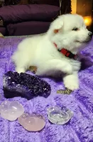 Red Collar Girl, a female American Eskimo for sale in Indianapolis, IN – 3 of 6
