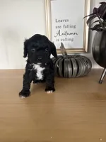 Max, a male Cavapoo for sale in Middlebury, IN – 5 of 7