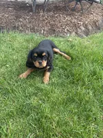 Bella, a female Cavalier King Charles Spaniel for sale in Middlebury, IN – 2 of 9
