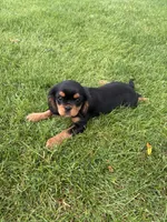 Bella, a female Cavalier King Charles Spaniel for sale in Middlebury, IN – 7 of 9