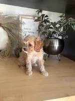 Josie, a female Cavapoo for sale in Middlebury, IN – 8 of 8