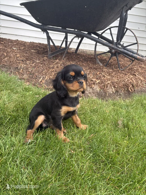 Bella – Cavalier King Charles Spaniel puppy for sale in Middlebury, IN