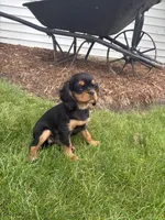 Bella, a female Cavalier King Charles Spaniel for sale in Middlebury, IN – 1 of 9