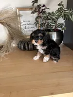 Milo, a male Cavapoo for sale in Middlebury, IN – 5 of 9
