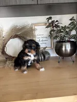 Anabelle, a female Cavapoo for sale in Middlebury, IN – 4 of 5