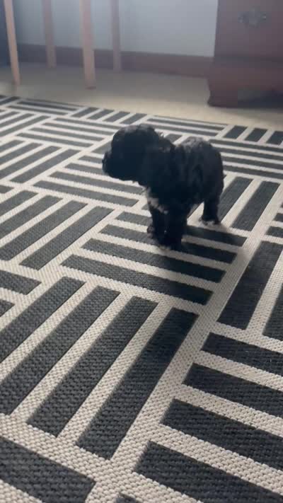 Max, a male Cavapoo for sale in Middlebury, IN – 7 of 7
