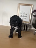 Max, a male Cavapoo for sale in Middlebury, IN – 2 of 7