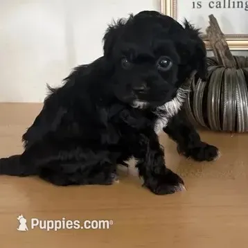 Max – Cavapoo puppy for sale in Middlebury, IN