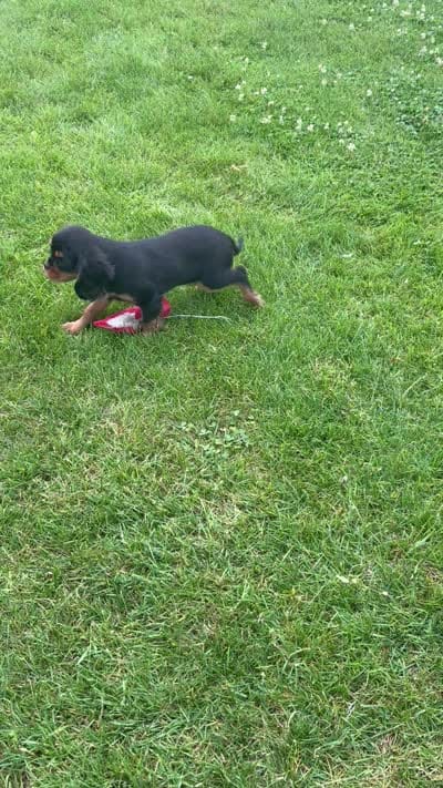 Bella, a female Cavalier King Charles Spaniel for sale in Middlebury, IN – 9 of 9