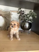 Josie, a female Cavapoo for sale in Middlebury, IN – 4 of 8