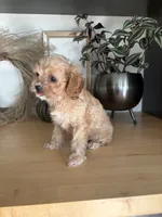 Josie, a female Cavapoo for sale in Middlebury, IN – 2 of 8