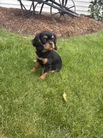 Bella, a female Cavalier King Charles Spaniel for sale in Middlebury, IN – 4 of 9