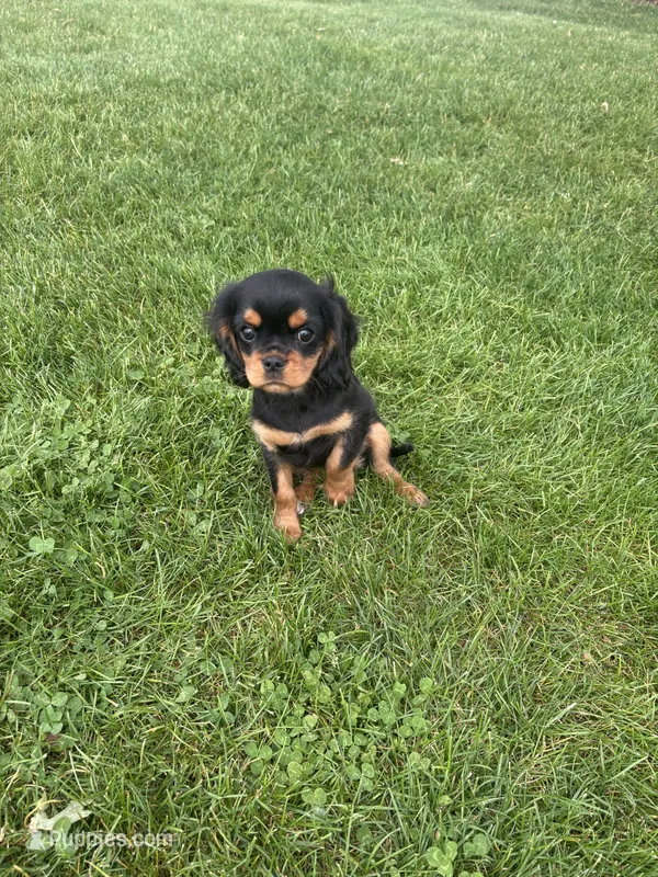 Bella – Cavalier King Charles Spaniel puppy for sale in Middlebury, IN