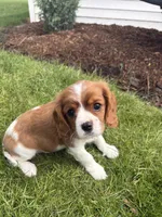 Max, a male Cavalier King Charles Spaniel for sale in Middlebury, IN – 3 of 9