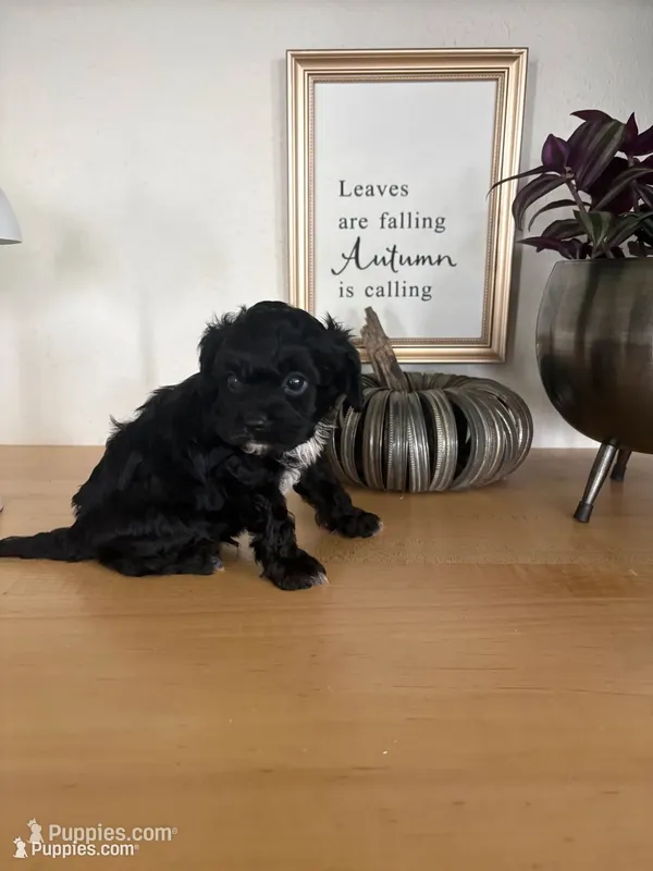 Max – Cavapoo puppy for sale in Middlebury, IN