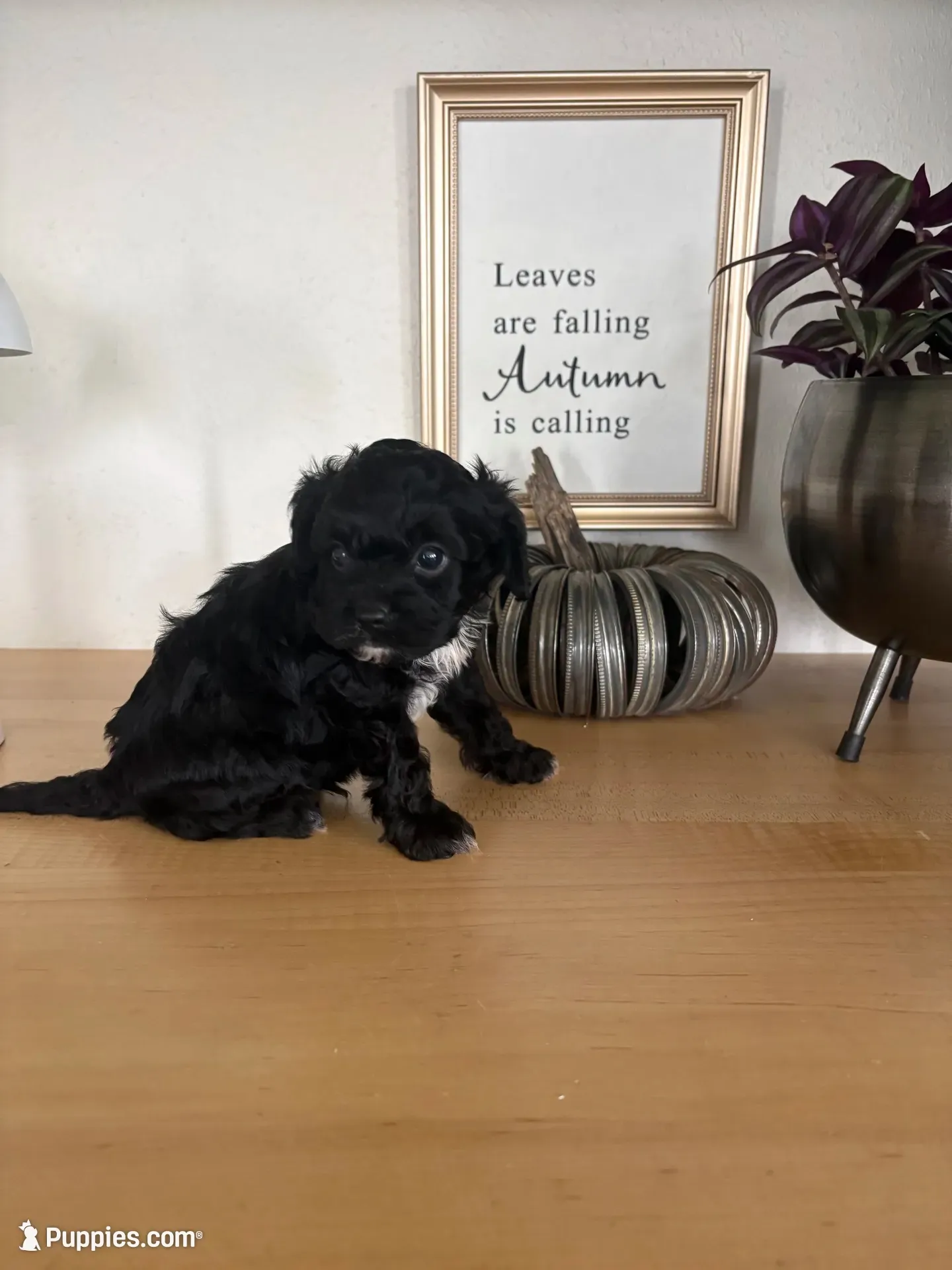 Max, a male Cavapoo for sale in Middlebury, IN – 1 of 7