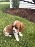 Max, a male Cavalier King Charles Spaniel for sale in Middlebury, IN – 7 of 8