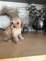 Josie, a female Cavapoo for sale in Middlebury, IN – 6 of 8
