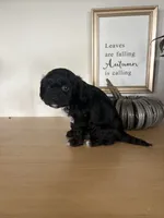 Max, a male Cavapoo for sale in Middlebury, IN – 4 of 7