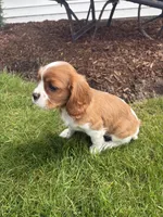 Max, a male Cavalier King Charles Spaniel for sale in Middlebury, IN – 7 of 9