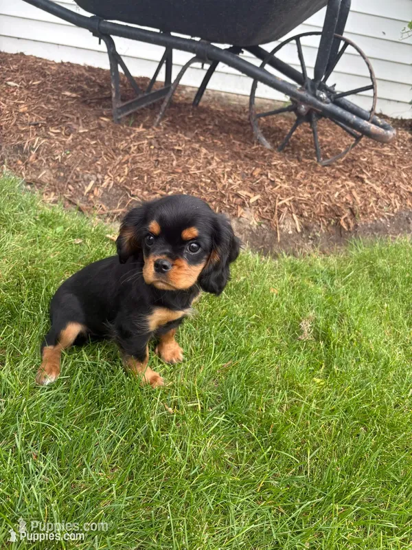 Bella – Cavalier King Charles Spaniel puppy for sale in Middlebury, IN