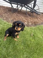 Bella, a female Cavalier King Charles Spaniel for sale in Middlebury, IN – 6 of 9